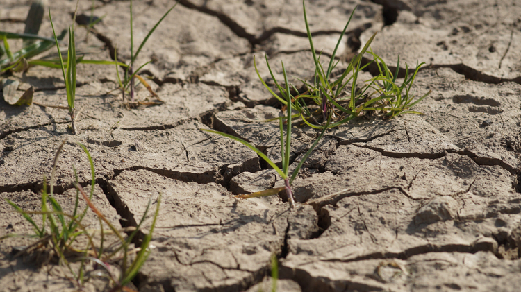 Combatting Drought and Price Volatility